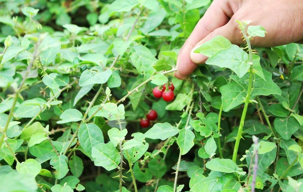 Dược liệu cà gai leo khô